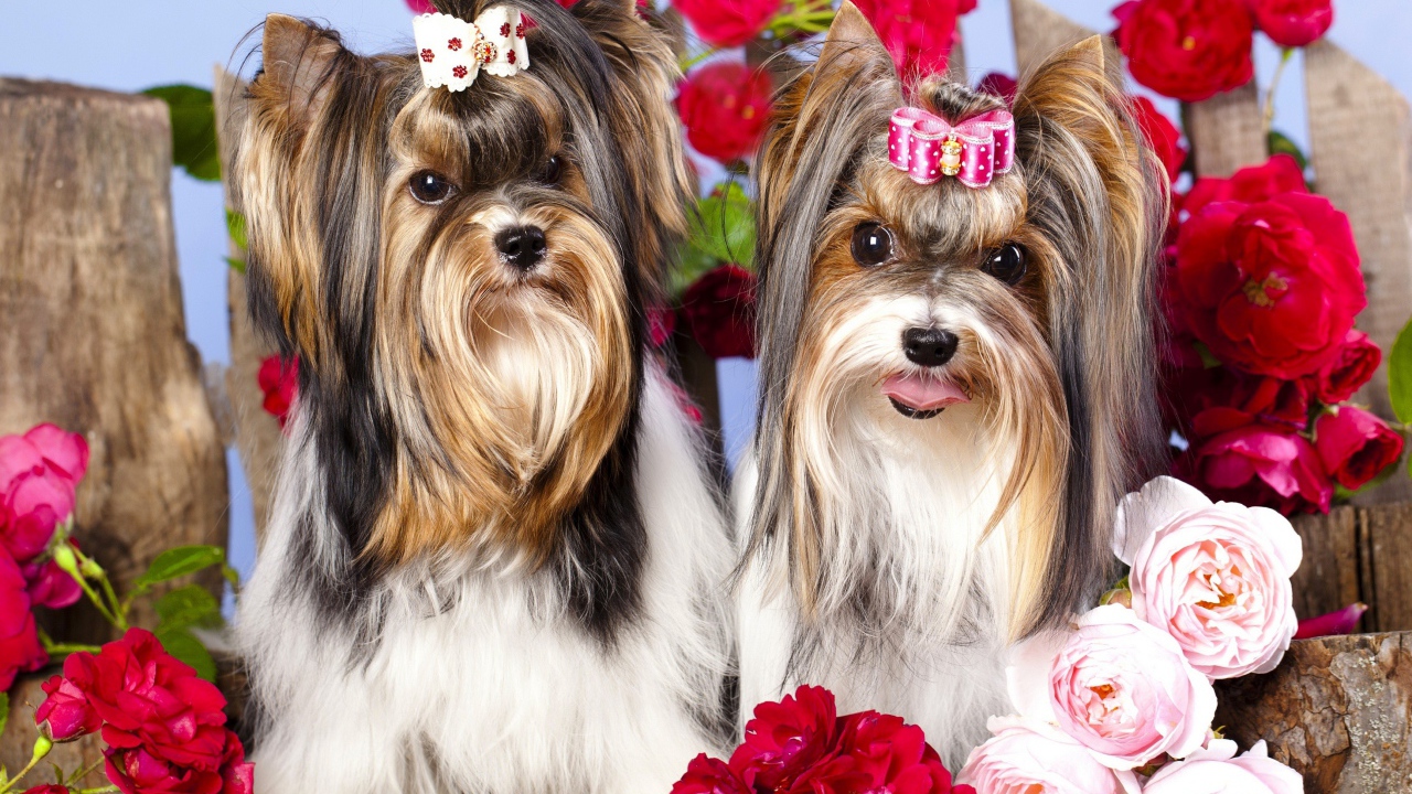 Два йоркширских терьера с красными цветами розы