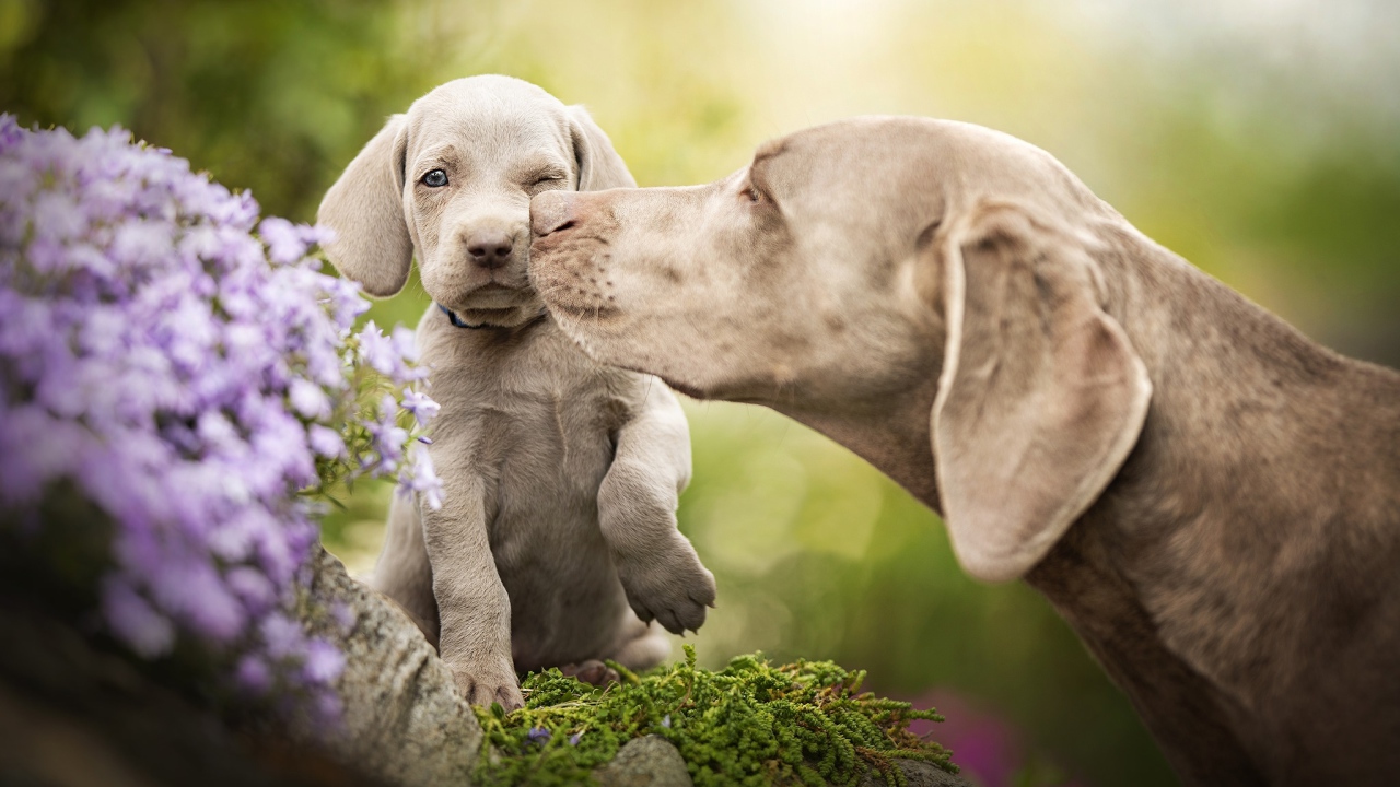 Собака породы Веймаранер со щенком