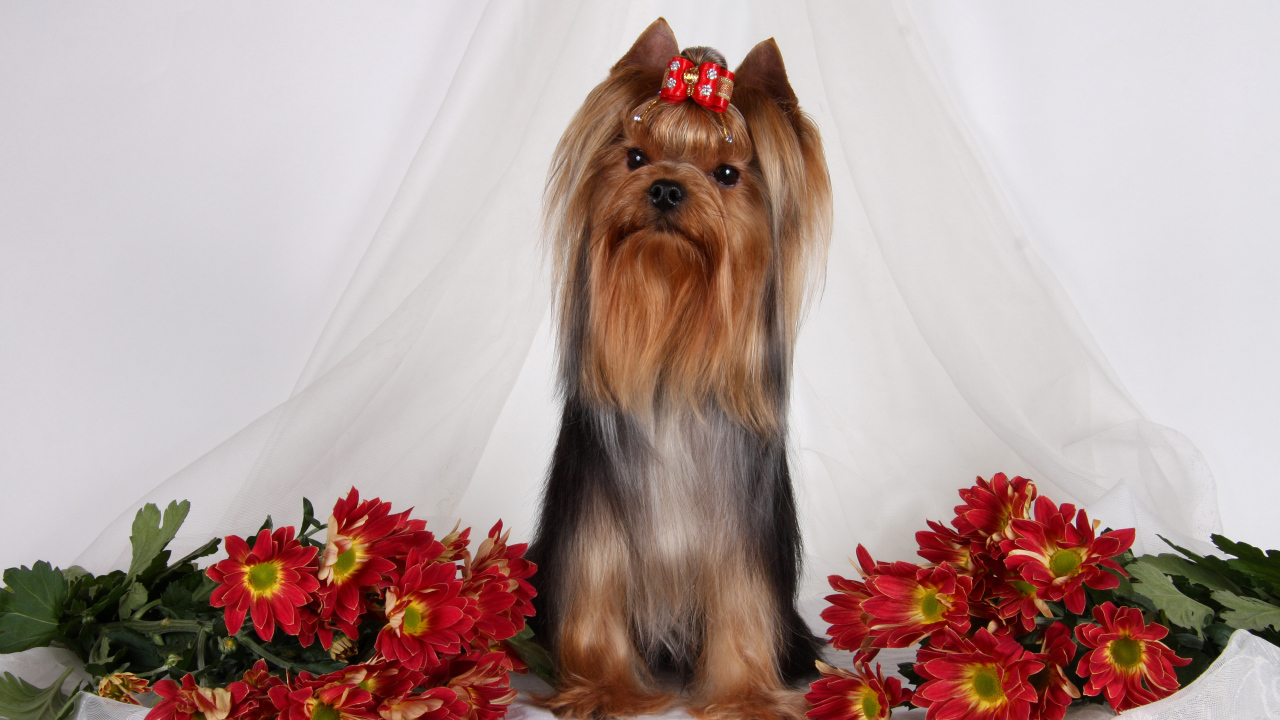 Йоркширский терьер с цветами хризантемы