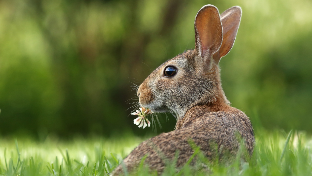 Big gray hare in the green grass