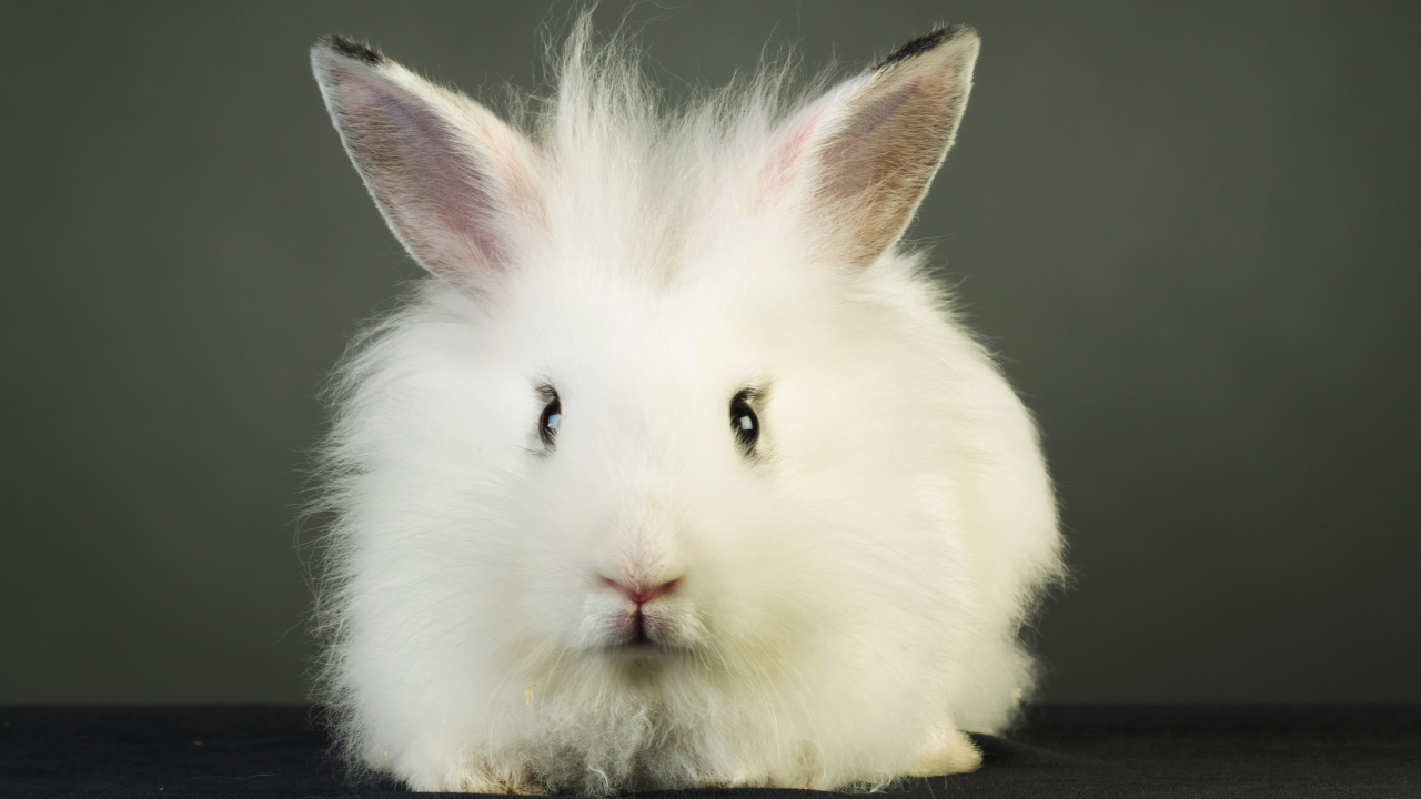 Пушистый белый декоративный кролик на сером фоне
