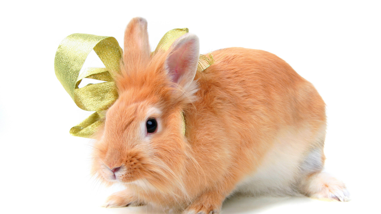 Рыжий пушистый декоративный кролик в бантом на белом фоне