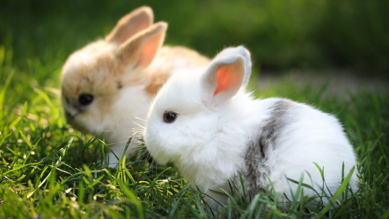 Два маленьких милых декоративных кролика в зеленой траве