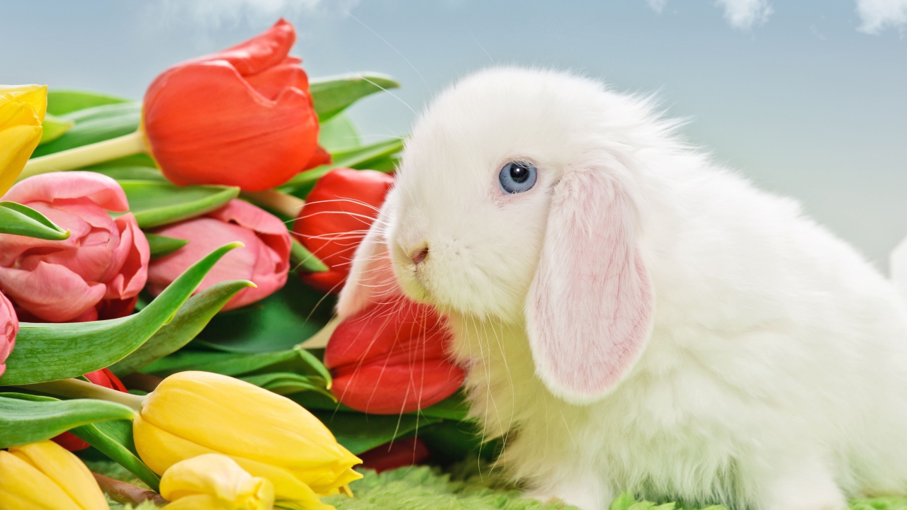 Белый голубоглазый кролик с букетом тюльпанов
