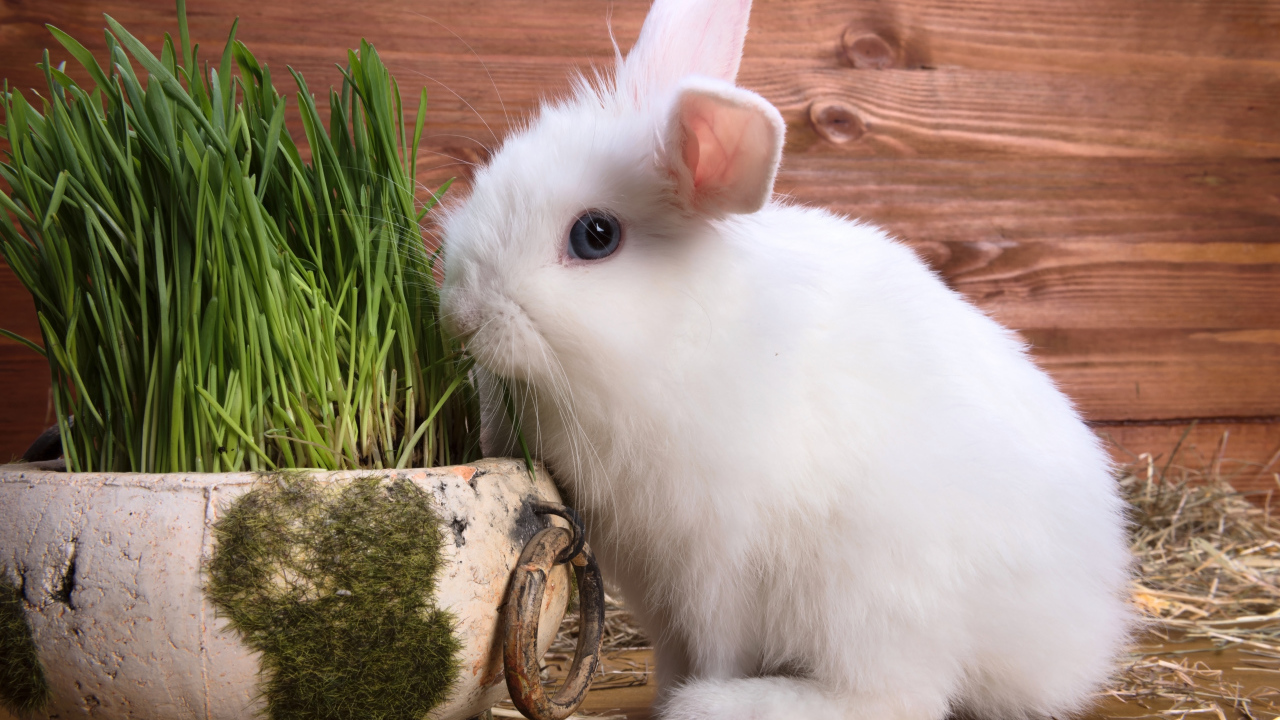 Белый пушистый декоративный кролик на деревянном фоне