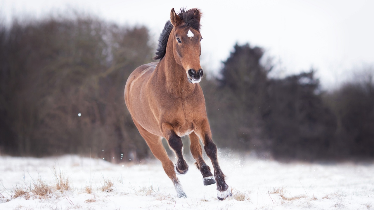 Коричневый конь бежит по снегу 