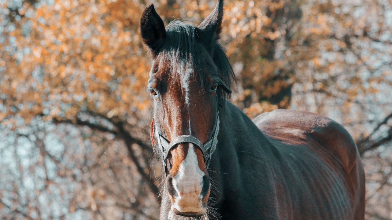 Большой красивый коричневый конь крупным планом