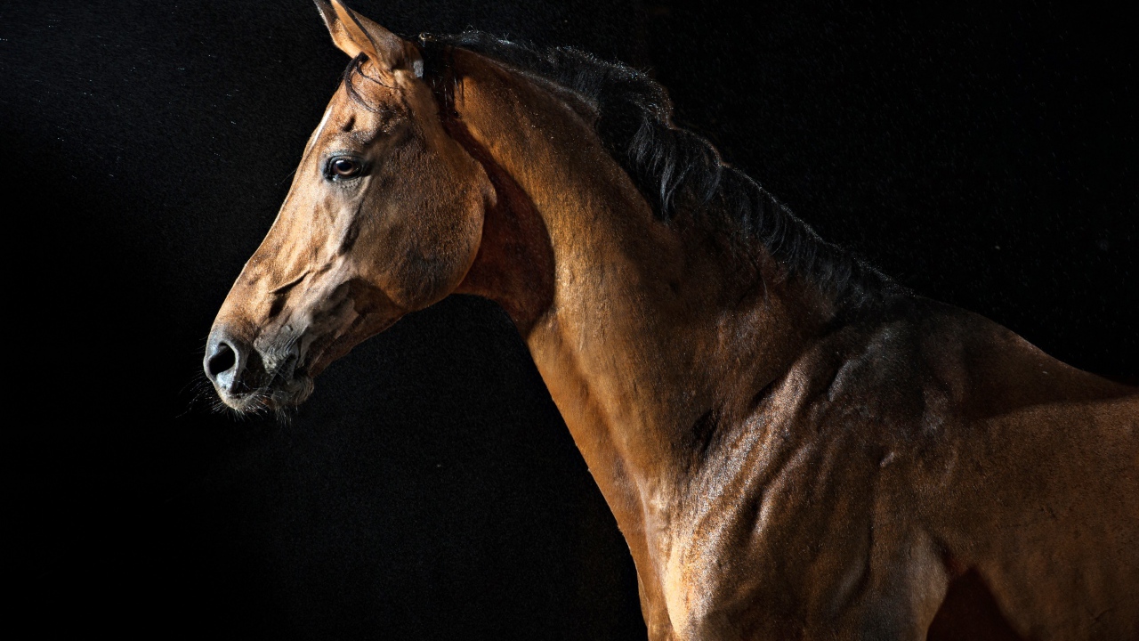 Большой коричневый конь на черном фоне