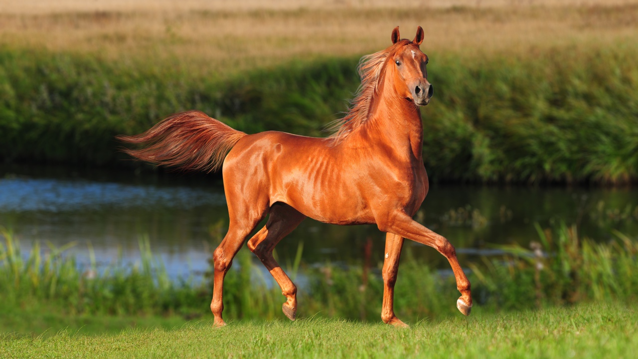 Грациозная коричневая лошадь у реки