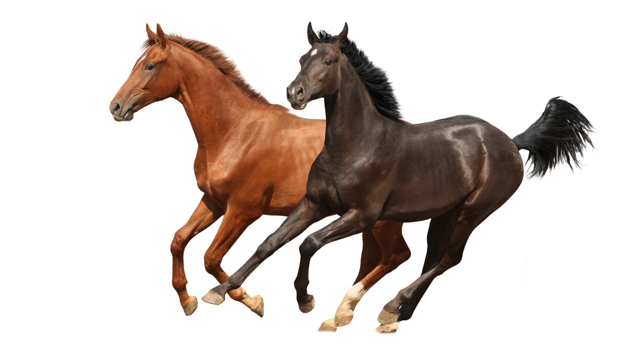 Две коричневых лошади скачут на белом фоне