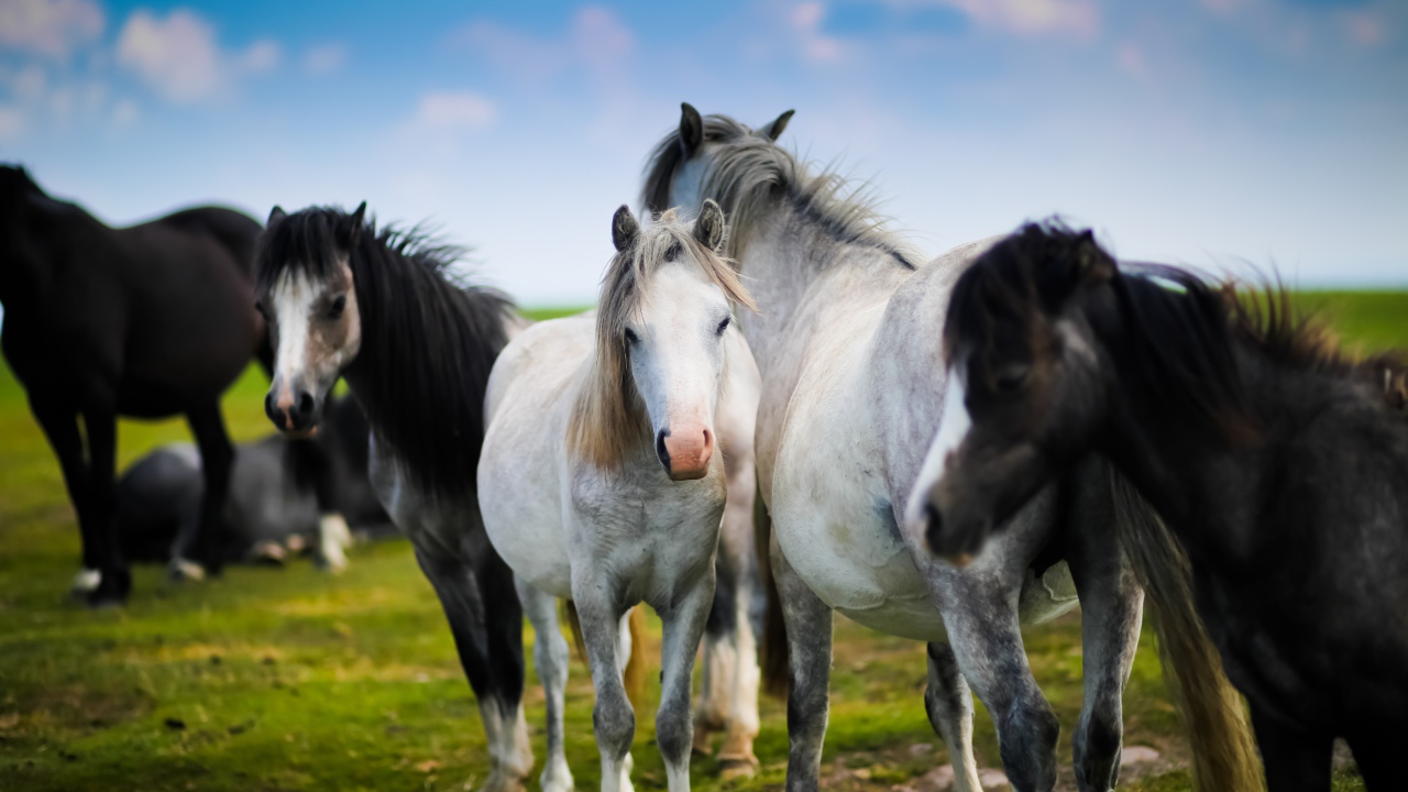 Белые и черные лошади на зеленом лугу