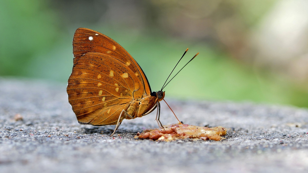 Бабочка на асфальте крупным планом