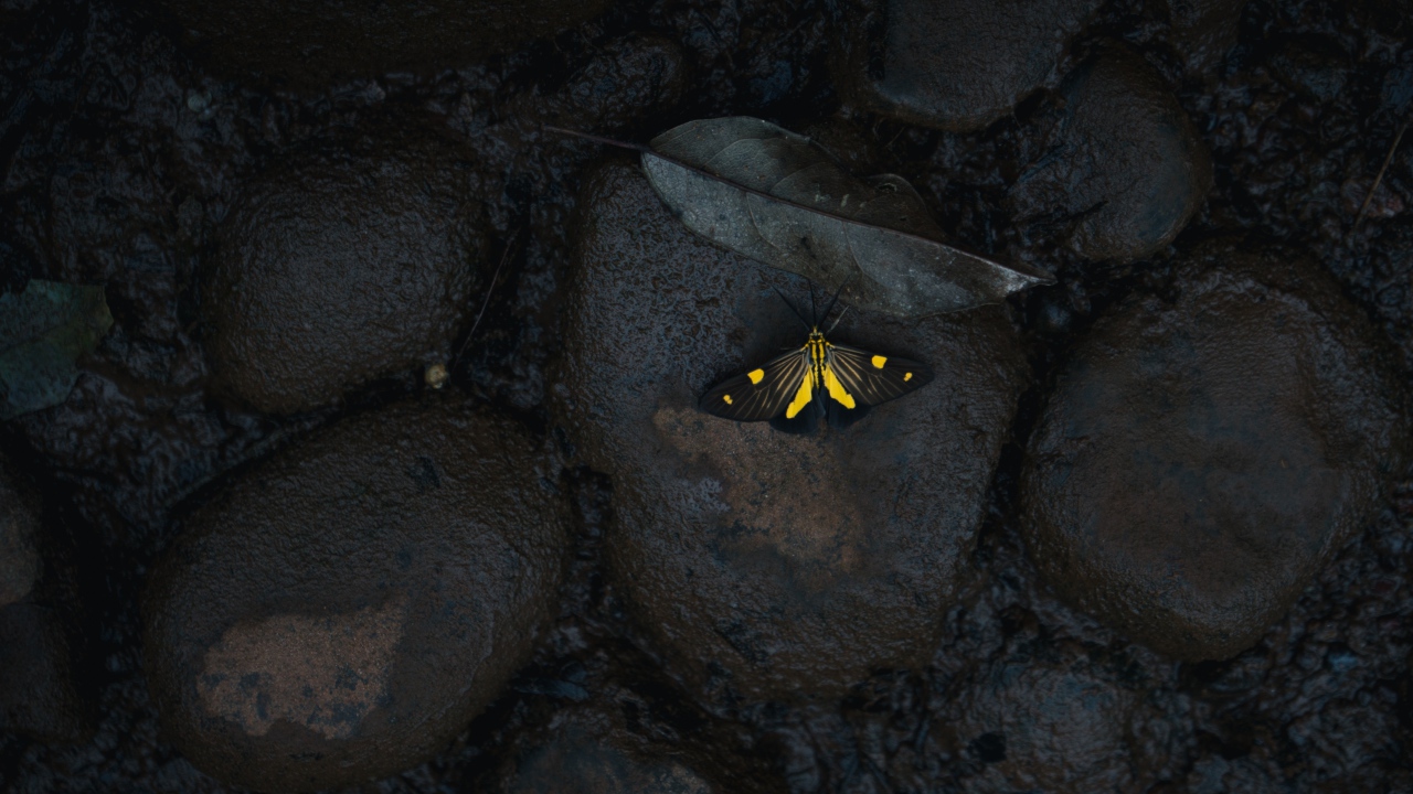 Маленькая бабочка на мокрых черных камнях