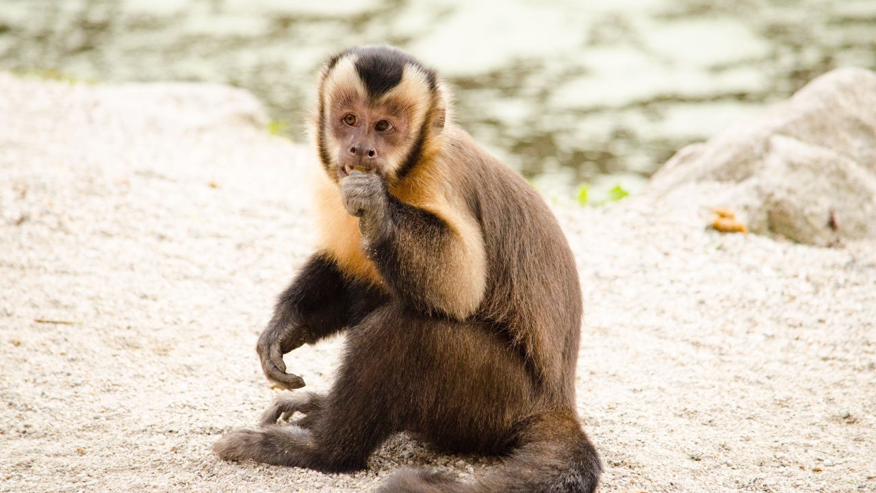 Обезьяна капуцин  сидит на песке