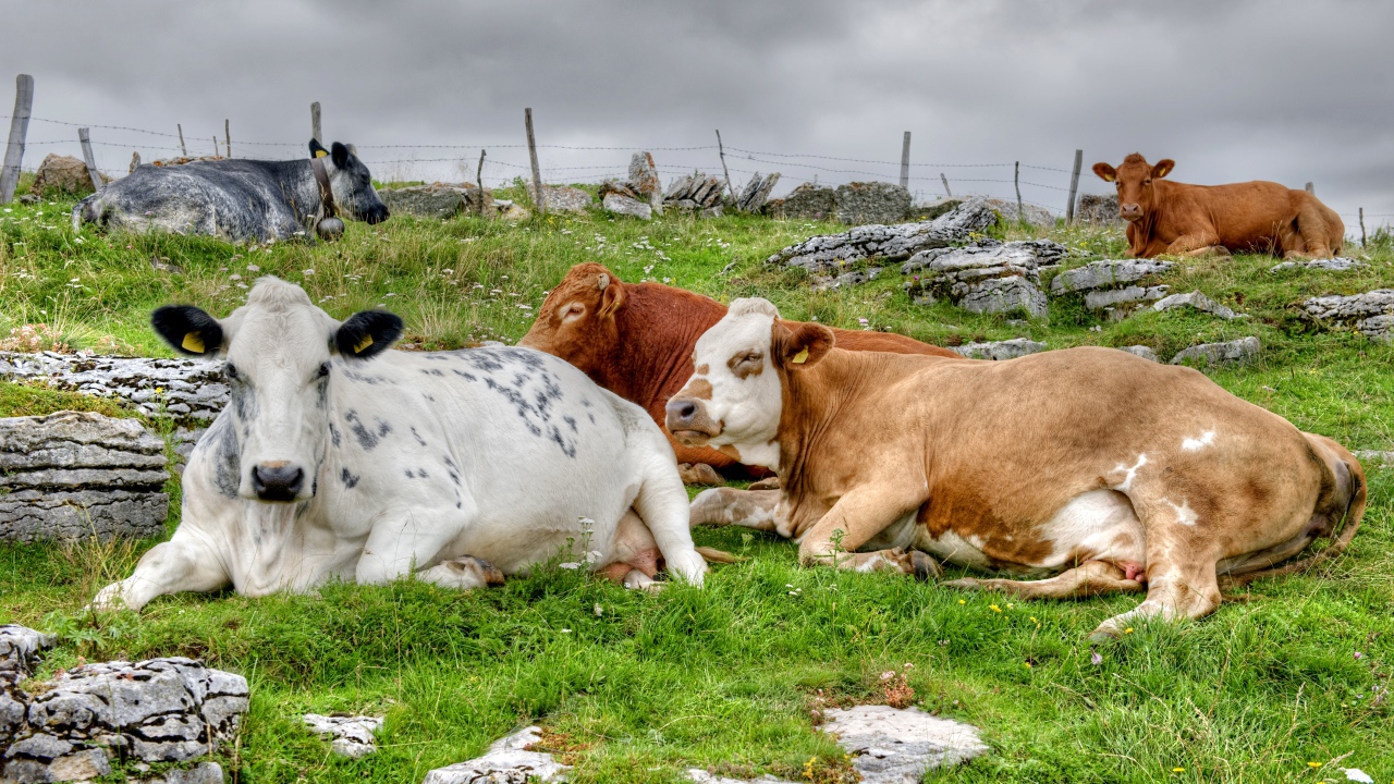 Стадо коров отдыхает на пастбище