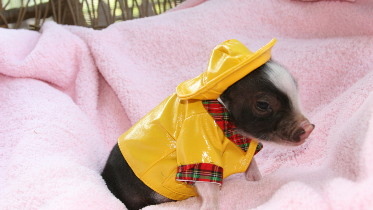 Little pig in a yellow suit, the symbol of the new year 2019