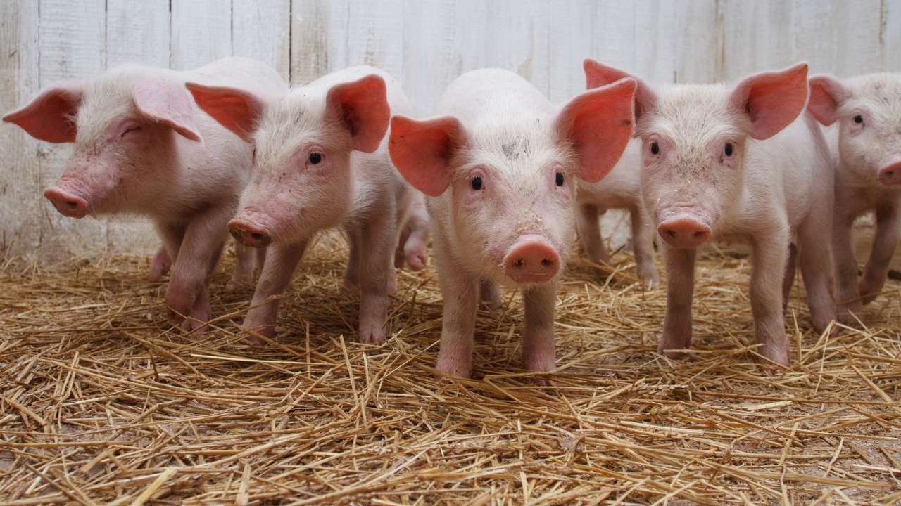 Маленькие розовые поросята в сарае