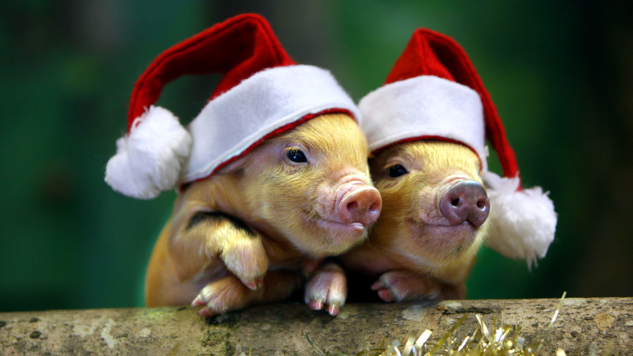 Two pigs in Christmas hats, the symbol of the new year 2019
