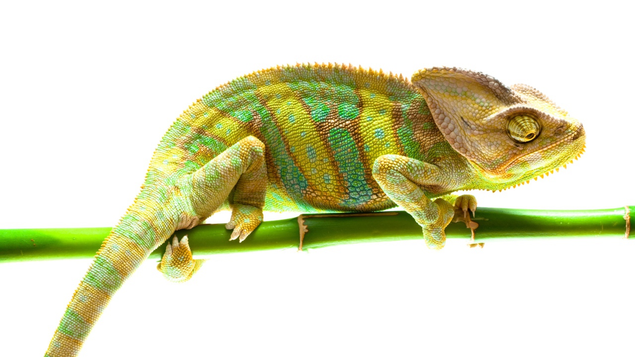Красивый хамелеон на ветке на белом фоне