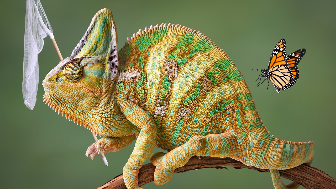 Хамелеон на ветке ловит бабочку сачком