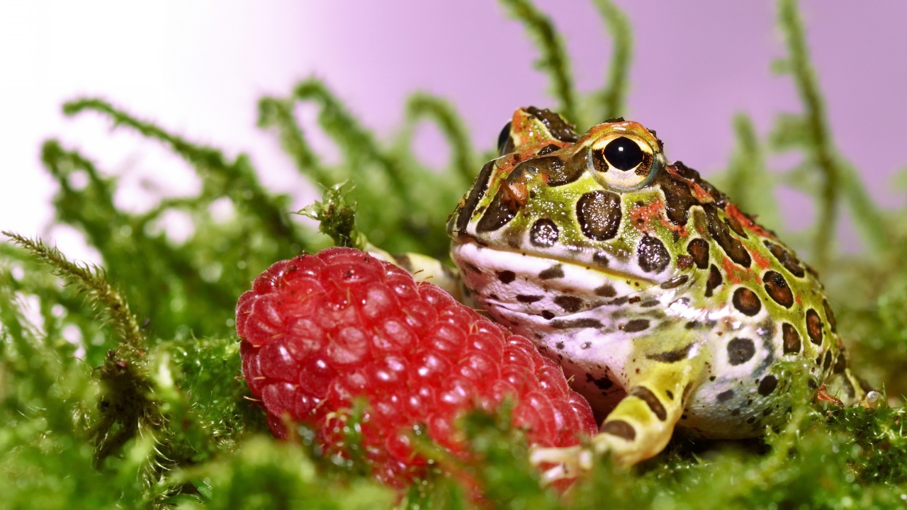Рогатая жаба с большой спелой ягодой малины