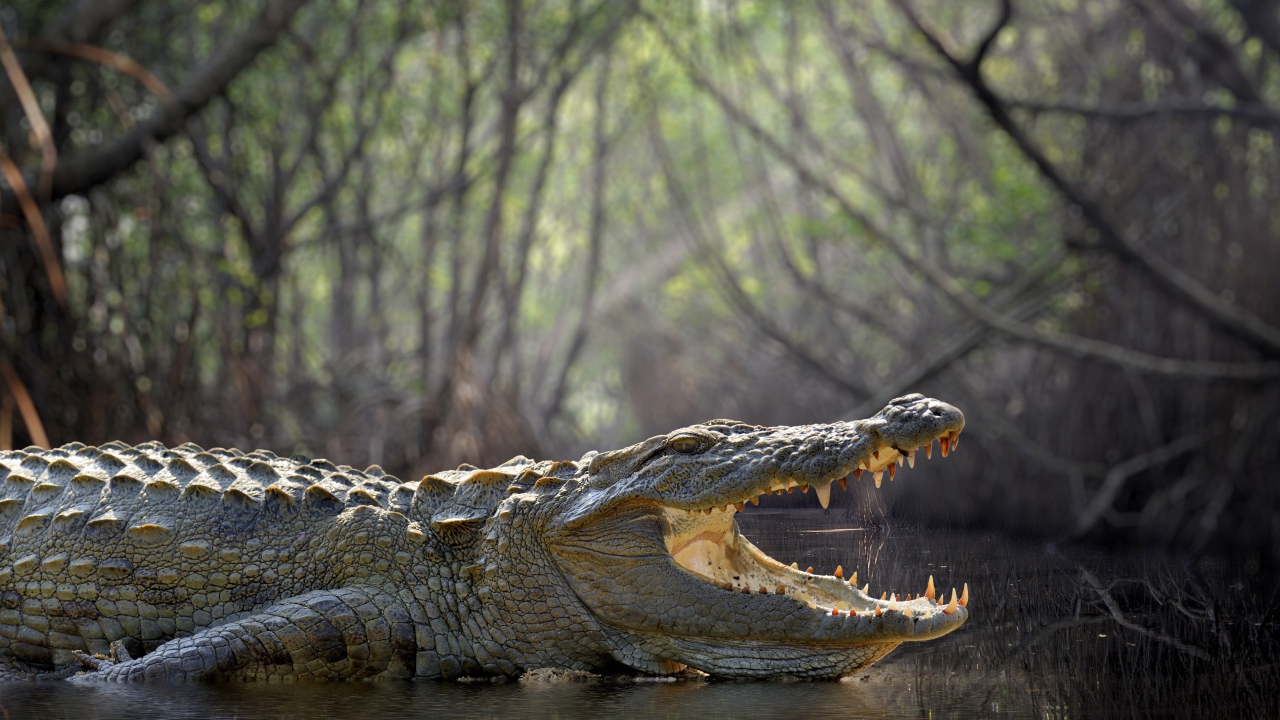 Большой крокодил с открытой пастью в воде 
