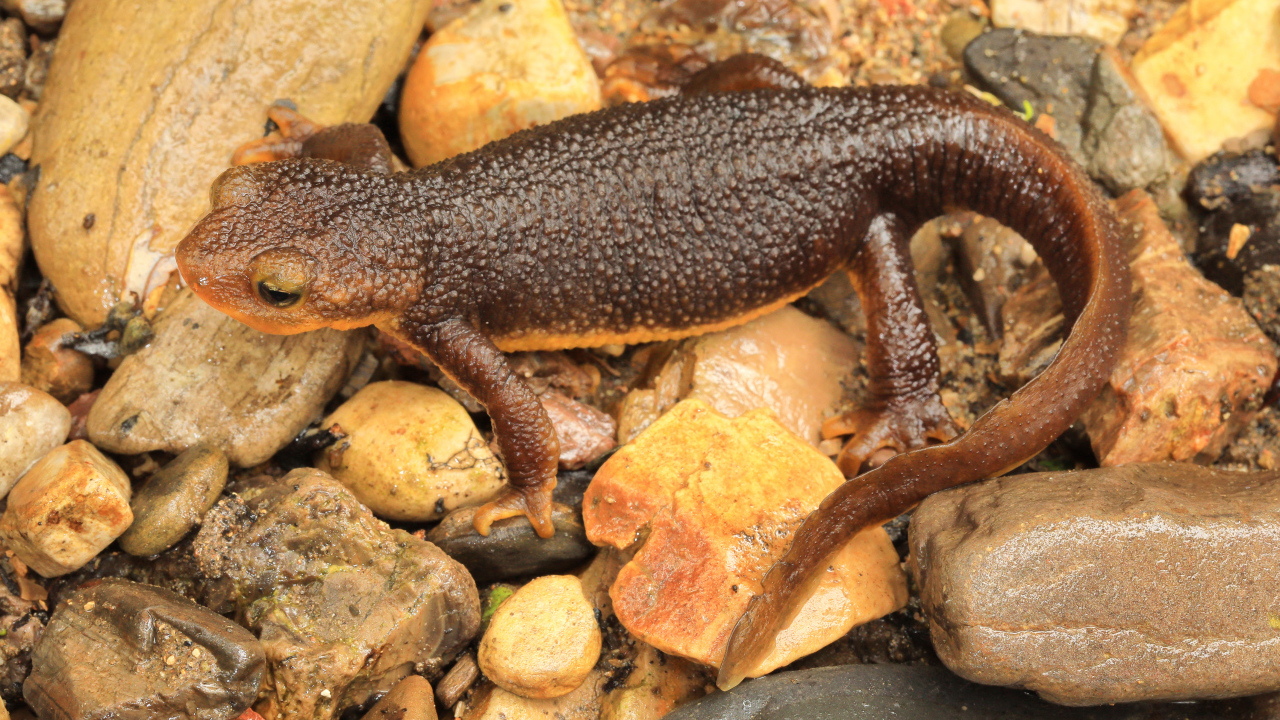 Маленькая коричневая ящерица на камнях 