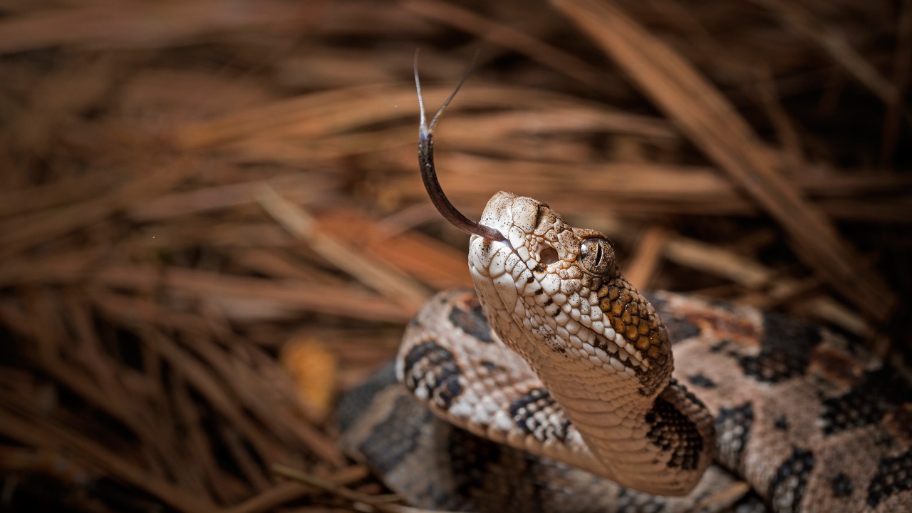 Змея с высунутым языком 