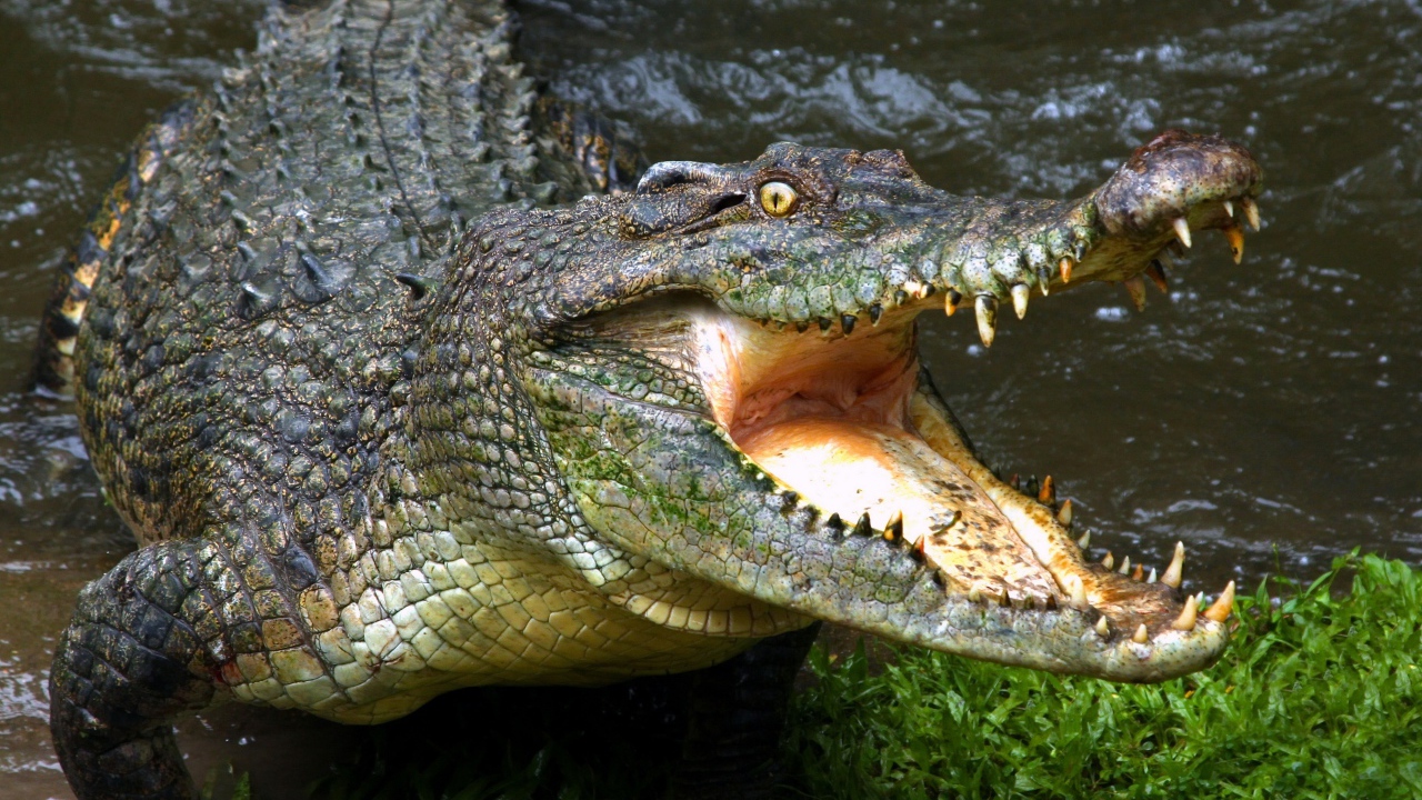 Зубастый крокодил с открытой пастью у водоема