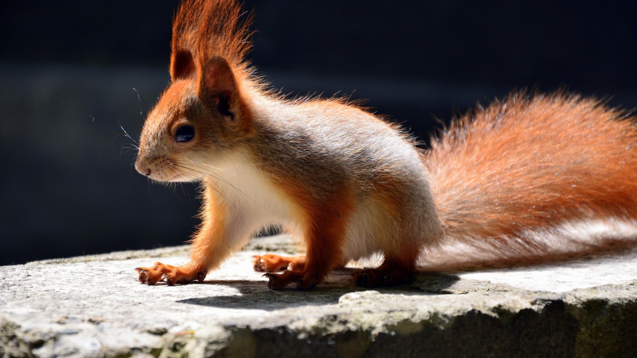Маленькая белочка в лучах солнца