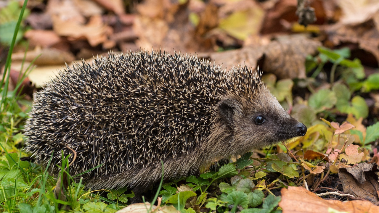 Колючий еж на земле с сухими листьями осенью 