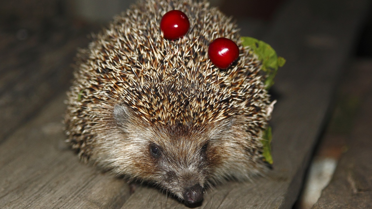 Колючий ежик с черешнями на иголках