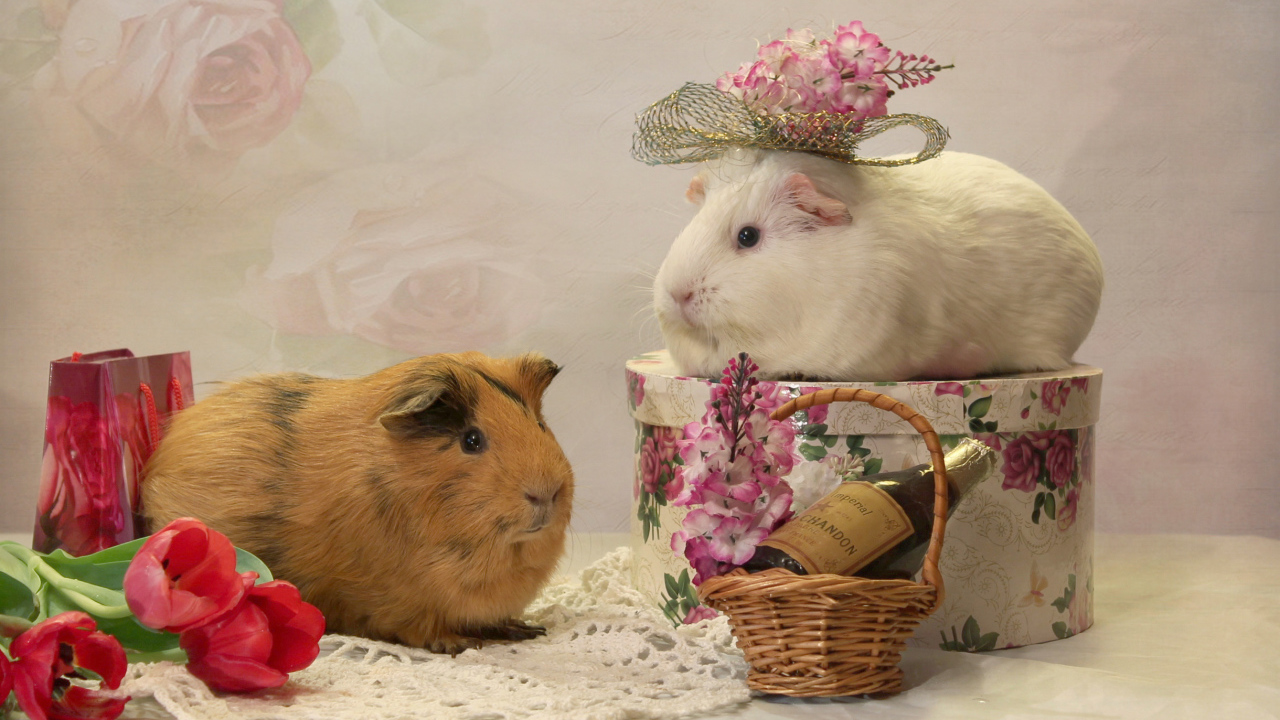 Две морские свинки с цветами