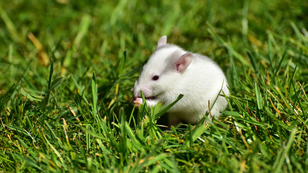 Белая мышь в зеленой траве