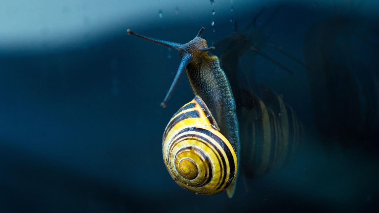 Улитка ползет по стеклу