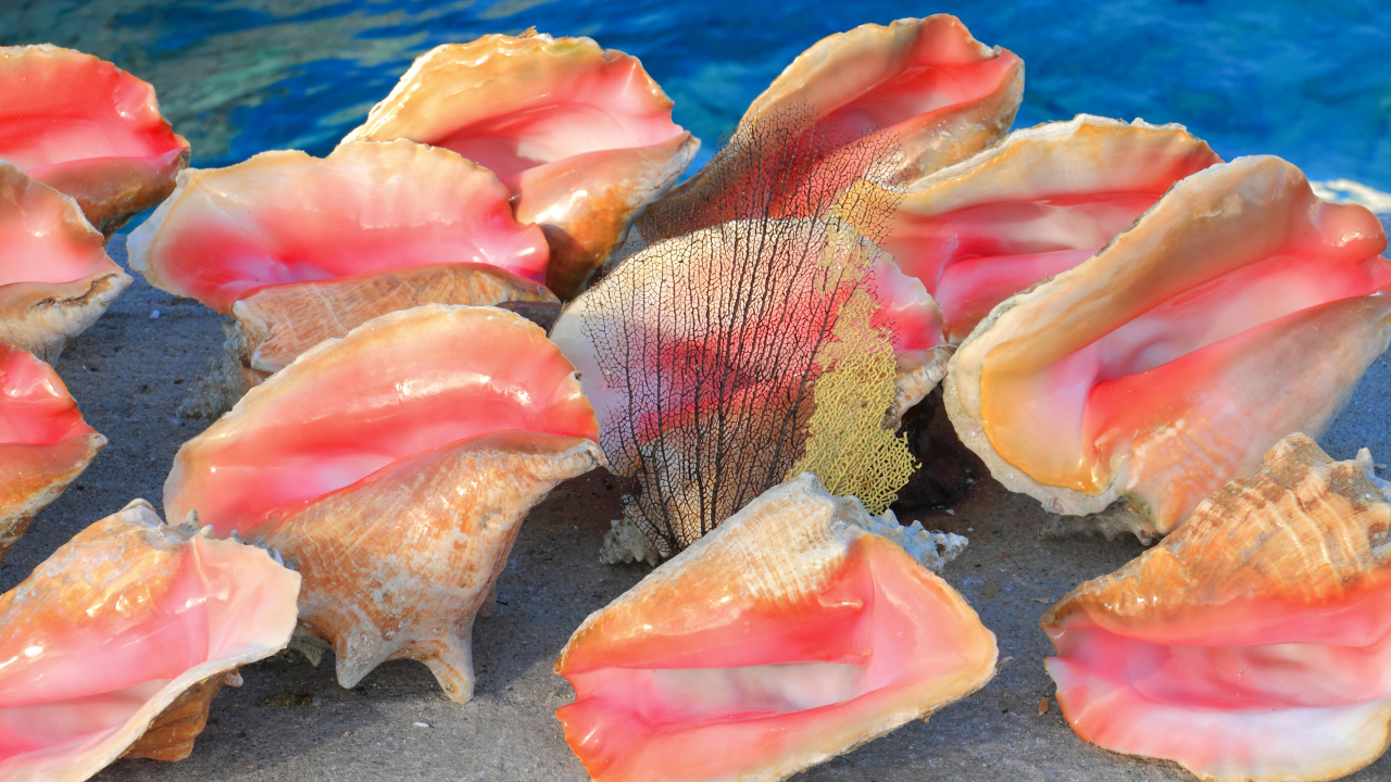 Большие розовые ракушки на песке