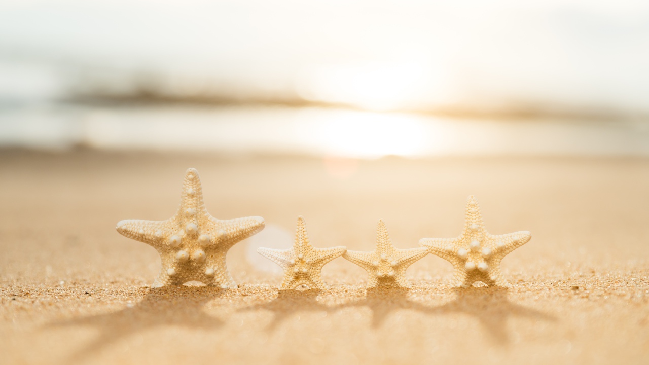 Четыре морские звезды на желтом песке