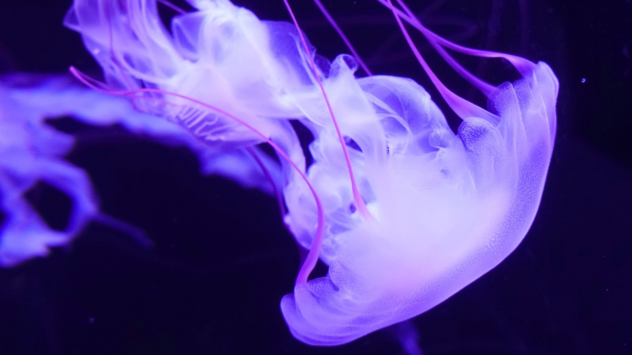 Фиолетовая медуза под водой 