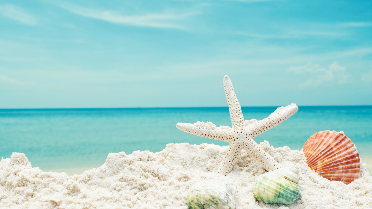 Белая морская звезда на белом песке с ракушками на фоне голубого неба