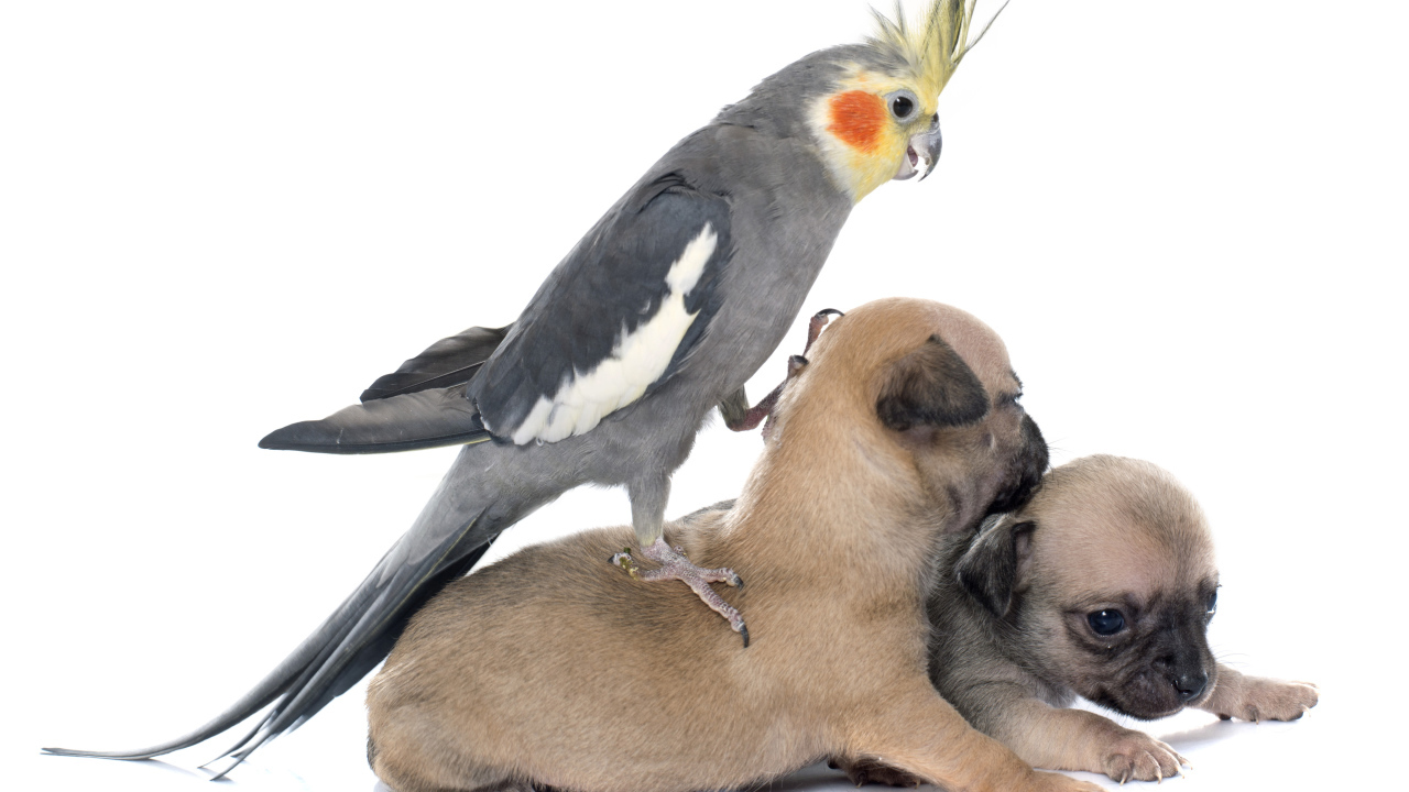 Попугай сидит на двух щенках чихуахуа на белом фоне