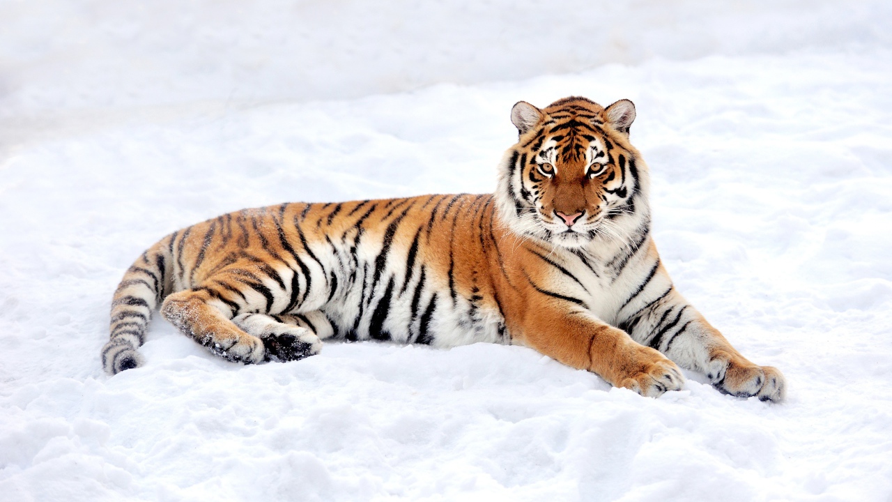Большой грациозный тигр на снегу