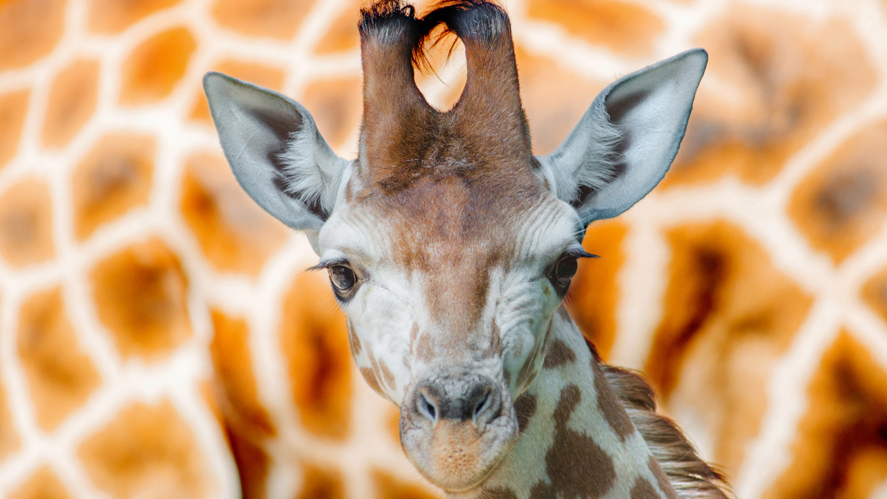 Морда жирафа крупным планом 