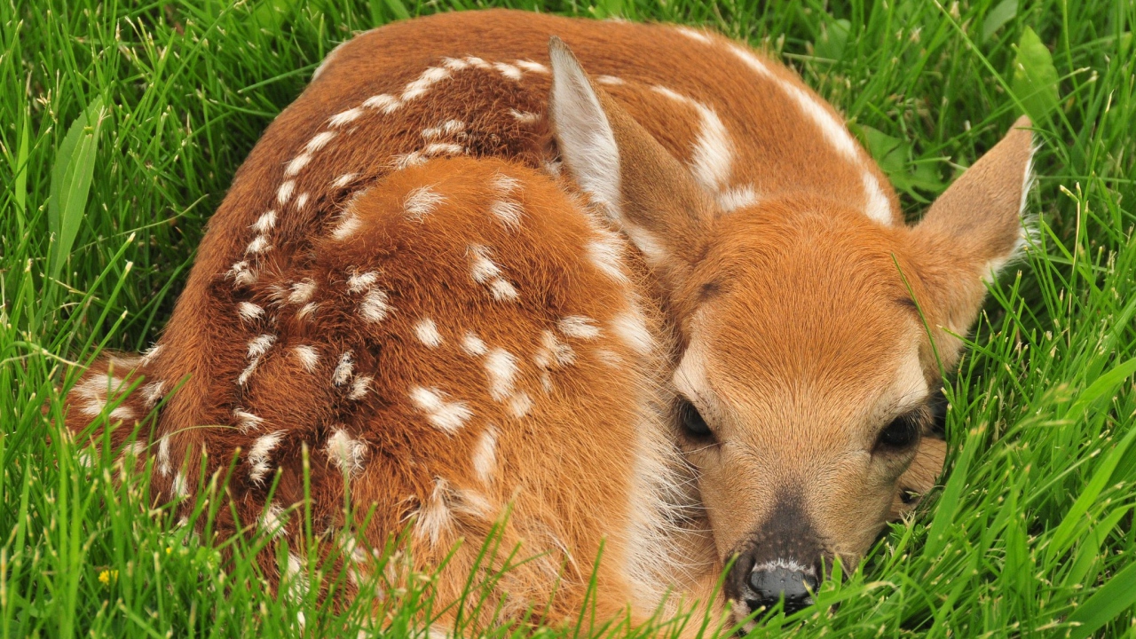Маленький олененок лежит в зеленой траве
