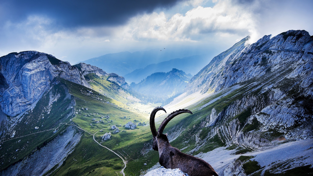 Горный козел лежит на камнях в горах на фоне неба