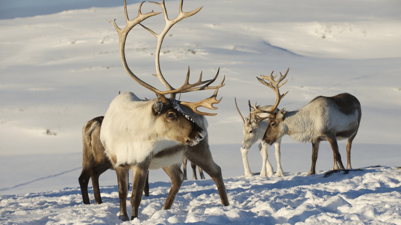 Северные олени на снегу