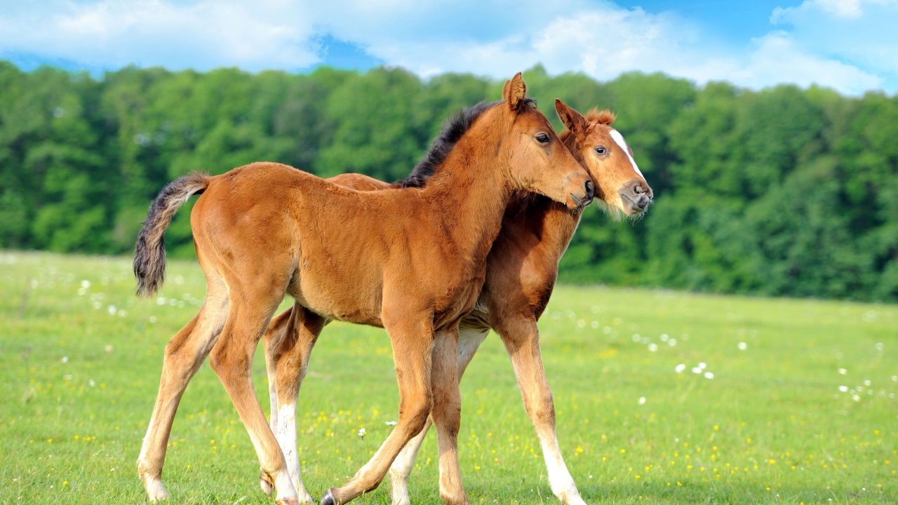 Два осла гуляют по полю 