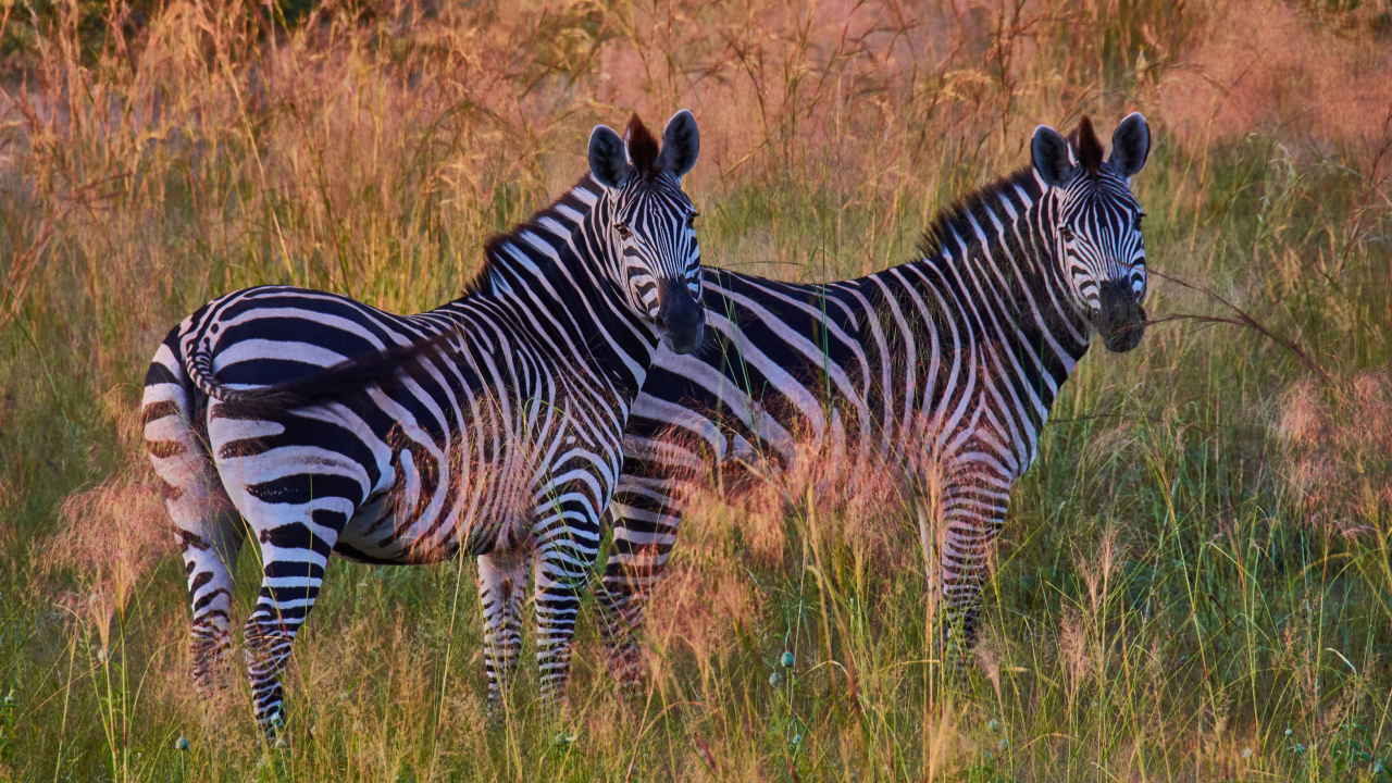 Две полосатые зебры в траве