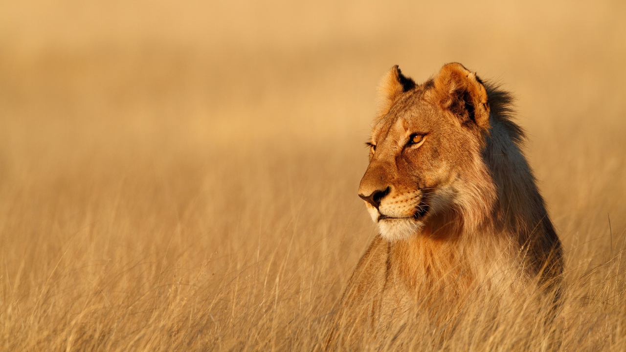 Большая львица сидит в сухой траве в лучах солнца
