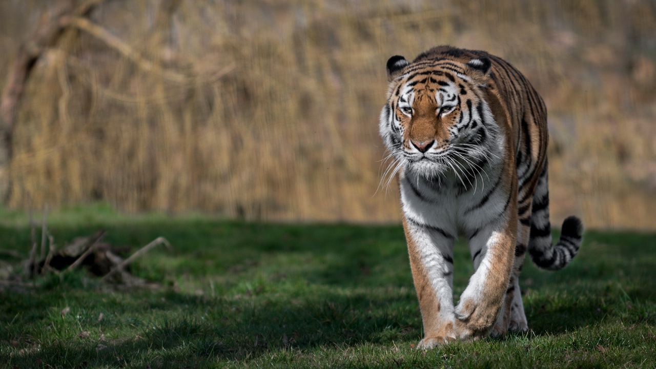 Большой грозный тигр идет по зеленой траве 
