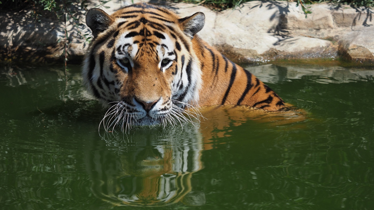 Большой сибирский тигр сидит в воде